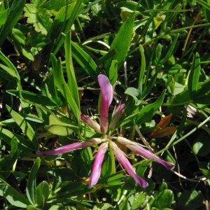 Photographie n°86649 du taxon Trifolium alpinum L. [1753]