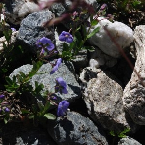 Photographie n°86651 du taxon Veronica fruticans Jacq. [1762]