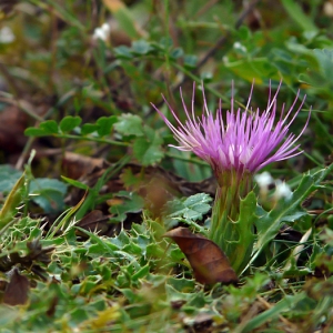 Photographie n°86652 du taxon Cirsium acaulon (L.) Scop. [1769]