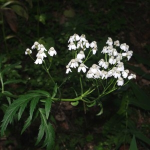 Photographie n°86653 du taxon Achillea macrophylla L. [1753]