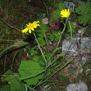 Photographie n°86668 du taxon Tragopogon pratensis L. [1753]