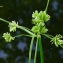  Bertrand BUI - Cyperus eragrostis Lam. [1791]