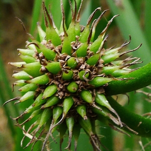 Sparganium erectum subsp. neglectum (Beeby) K.Richt. (Rubanier négligé)