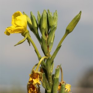 Photographie n°86680 du taxon Oenothera biennis L. [1753]