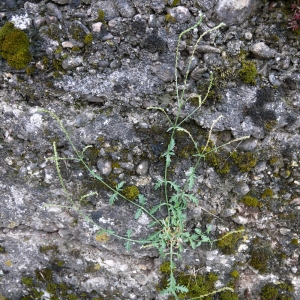 Photographie n°86700 du taxon Verbena officinalis L. [1753]