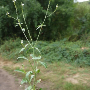 Photographie n°86702 du taxon Verbena officinalis L. [1753]