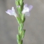  Liliane Roubaudi - Verbena officinalis L. [1753]