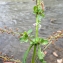  Liliane Roubaudi - Veronica anagallis-aquatica L. [1753]