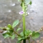  Liliane Roubaudi - Veronica anagallis-aquatica L. [1753]