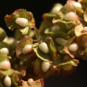 Photographie n°87022 du taxon Rumex crispus L. [1753]