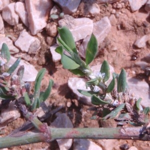 Photographie n°87078 du taxon Polygonum aviculare L. [1753]