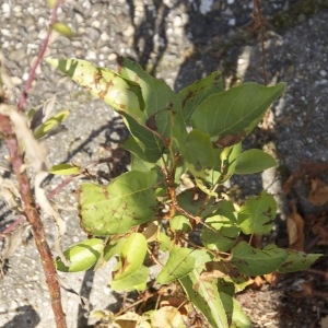 Photographie n°87139 du taxon Populus nigra L. [1753]