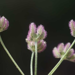 Photographie n°87146 du taxon Torilis arvensis (Huds.) Link [1821]