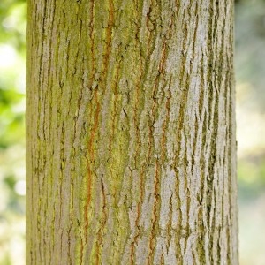 Photographie n°87152 du taxon Tilia tomentosa Moench [1785]