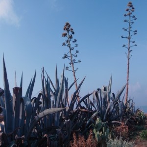 Photographie n°87533 du taxon Agave americana L. [1753]