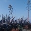  Genevieve Botti - Agave americana L. [1753]