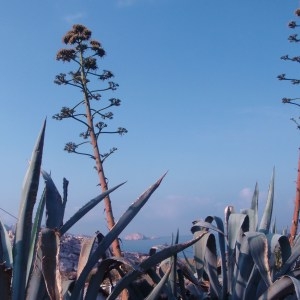 Photographie n°87559 du taxon Agave americana L. [1753]