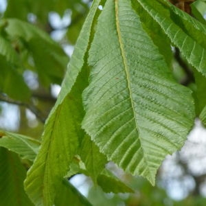 Photographie n°87565 du taxon Aesculus hippocastanum L. [1753]