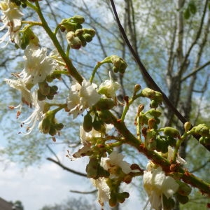 Photographie n°87568 du taxon Aesculus hippocastanum L. [1753]