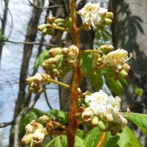 Photographie n°87571 du taxon Aesculus hippocastanum L. [1753]