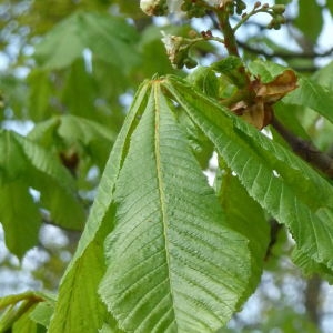 Photographie n°87581 du taxon Aesculus hippocastanum L. [1753]