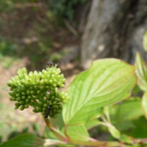 Photographie n°87626 du taxon Cornus sanguinea L. [1753]