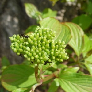 Photographie n°87627 du taxon Cornus sanguinea L. [1753]