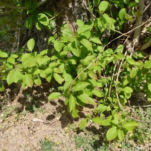 Photographie n°87628 du taxon Cornus sanguinea L. [1753]