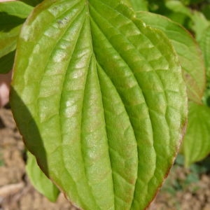 Photographie n°87629 du taxon Cornus sanguinea L. [1753]