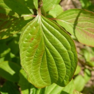 Photographie n°87630 du taxon Cornus sanguinea L. [1753]