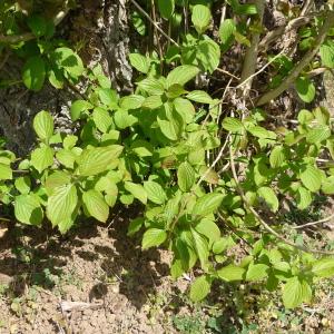 Photographie n°87631 du taxon Cornus sanguinea L. [1753]