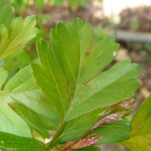 Photographie n°87644 du taxon Crataegus monogyna Jacq. [1775]