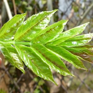 Photographie n°87656 du taxon Fraxinus excelsior L. [1753]