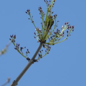 Photographie n°87660 du taxon Fraxinus excelsior L. [1753]