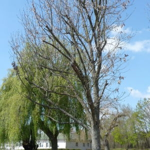 Photographie n°87661 du taxon Fraxinus excelsior L. [1753]