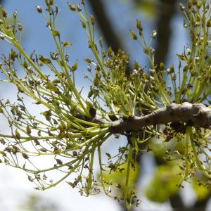 Photographie n°87666 du taxon Fraxinus excelsior L. [1753]