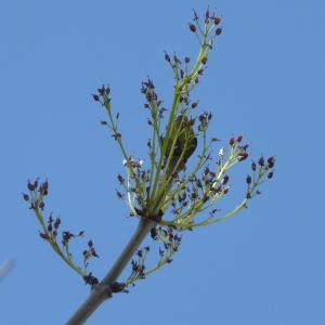 Photographie n°87667 du taxon Fraxinus excelsior L. [1753]