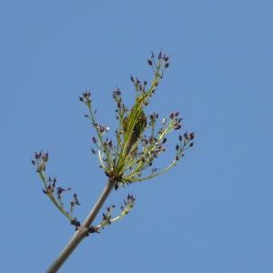 Photographie n°87671 du taxon Fraxinus excelsior L. [1753]