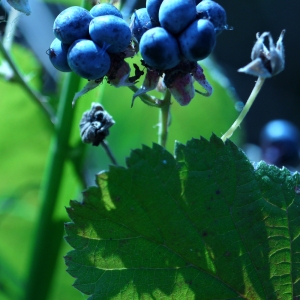 Photographie n°87684 du taxon Rubus caesius L. [1753]