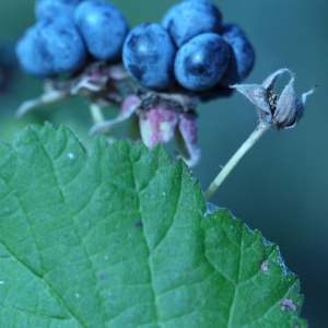 Photographie n°87685 du taxon Rubus caesius L. [1753]