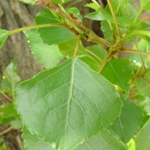 Photographie n°87693 du taxon Populus nigra L. [1753]