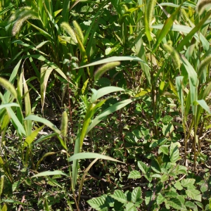 Photographie n°87698 du taxon Setaria viridis (L.) P.Beauv. [1812]