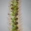  Liliane Roubaudi - Setaria verticillata (L.) P.Beauv. [1812]