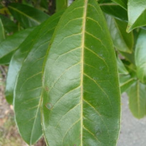 Photographie n°87707 du taxon Prunus laurocerasus L. [1753]