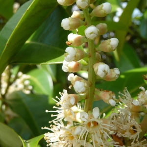 Photographie n°87714 du taxon Prunus laurocerasus L. [1753]