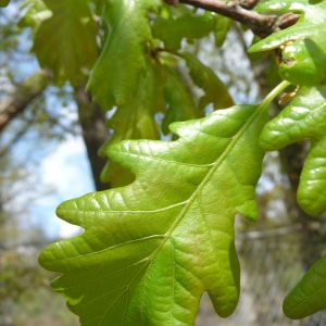 Photographie n°87746 du taxon Quercus robur L. [1753]