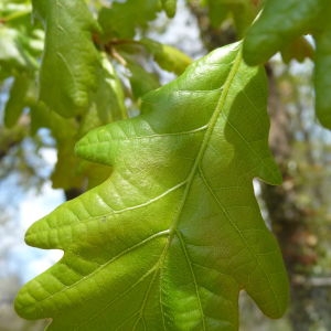 Photographie n°87754 du taxon Quercus robur L. [1753]