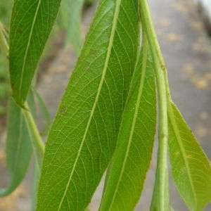 Photographie n°87790 du taxon Salix babylonica L. [1753]