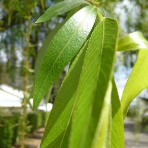 Photographie n°87792 du taxon Salix babylonica L. [1753]