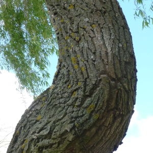 Photographie n°87802 du taxon Salix babylonica L. [1753]